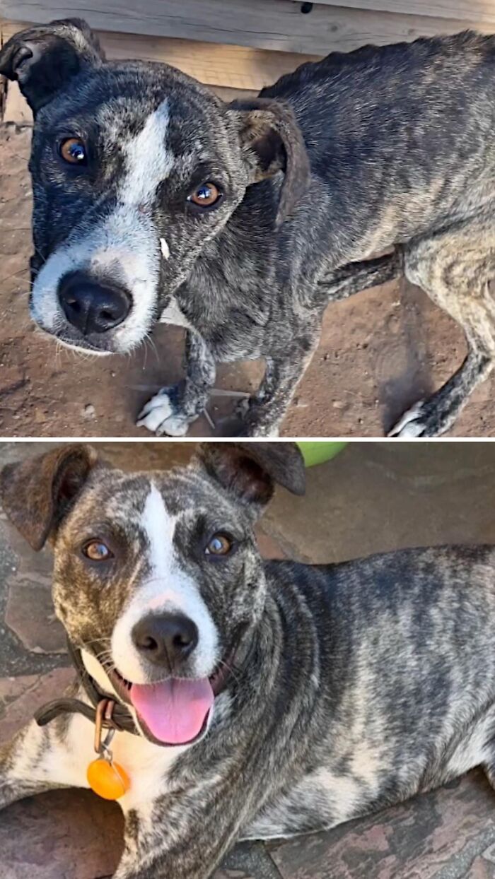 A skinny neglected brindle dog transformed to happy and healthy by an animal rescue