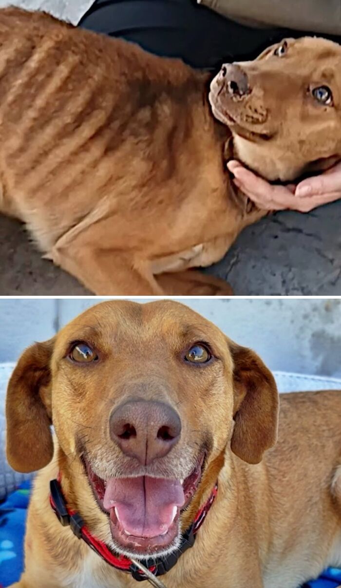 Malnourished dog with visible ribs transformed to happy and healthy by animal rescue