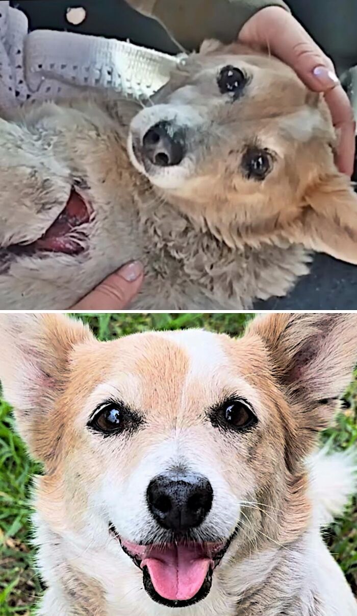 An injured dog healed and now happy and healthy after being rescued by an animal rescue