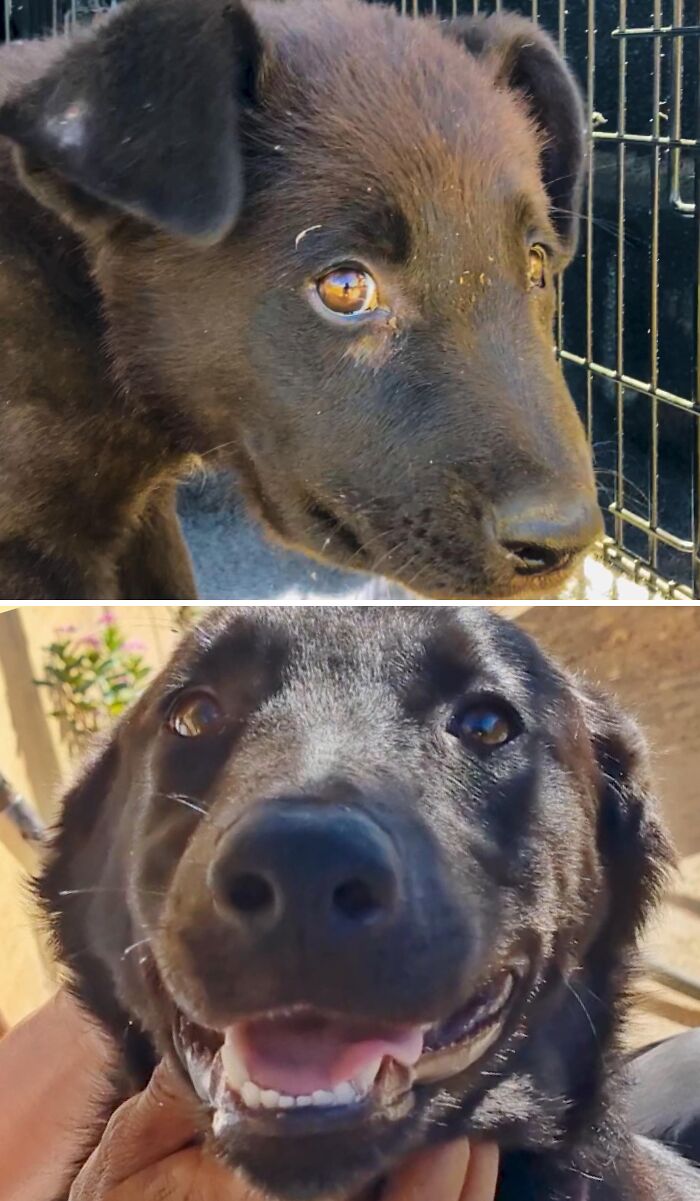 A scared black dog transformed into a happy and healthy pet by an animal rescue