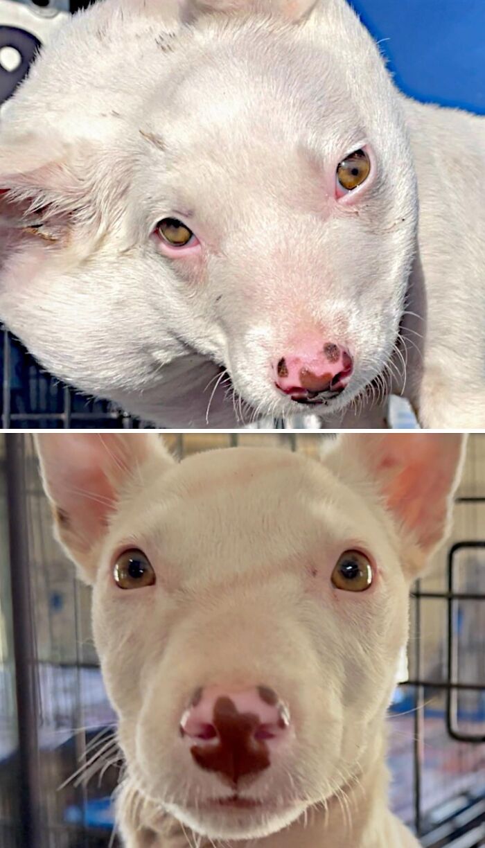 A white puppy with pink nose looking happy and healthy after being saved by animal rescue
