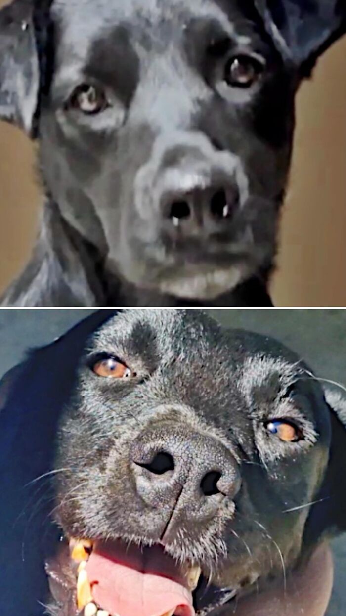 Close up of a black dog rescued by animal rescue, transforming from neglected to happy