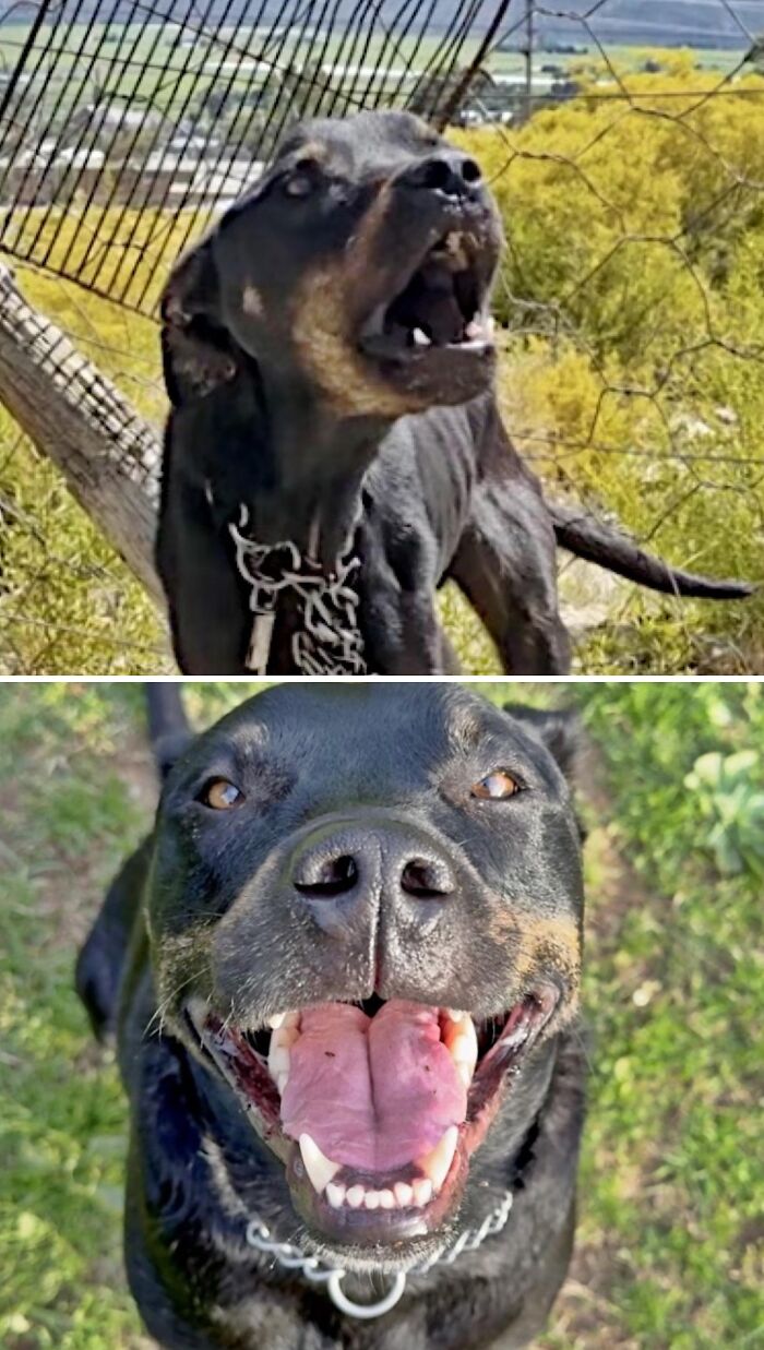 A black dog rescued from being neglected, now looking happy and healthy on a lawn