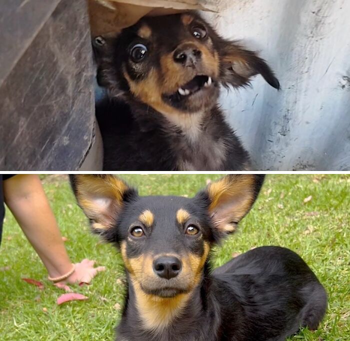 A small dog showing the journey from neglected to happy and healthy thanks to animal rescue