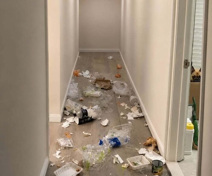 Dog watching as hallway is littered with trash