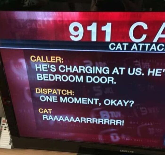 TV news screen transcript detailing a 911 call about an aggressive cat, a hilarious and unhinged news headline.