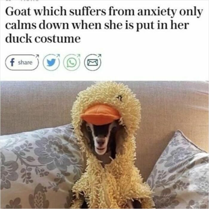 Hilarious News Headlines about an anxious goat wearing a duck costume to calm down
