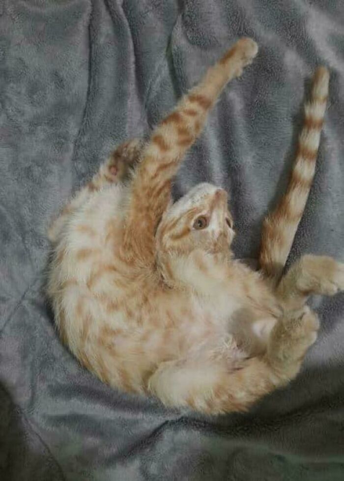 Orange cat twisted in bed fur creating confusing perspective effect