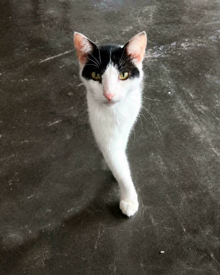 Cat walking on concrete with body distorted to appear narrow and long