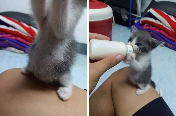 Funny animals, side by side shots of a tiny kitten with a full round belly being bottle-fed