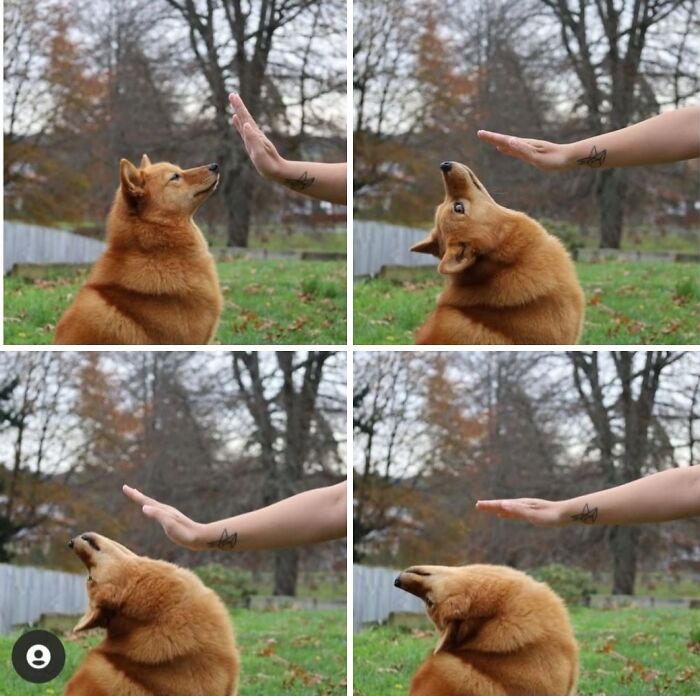 Four-panel sequence of funny animals, showing a dog tilting its head back as a hand approaches for a high-five.