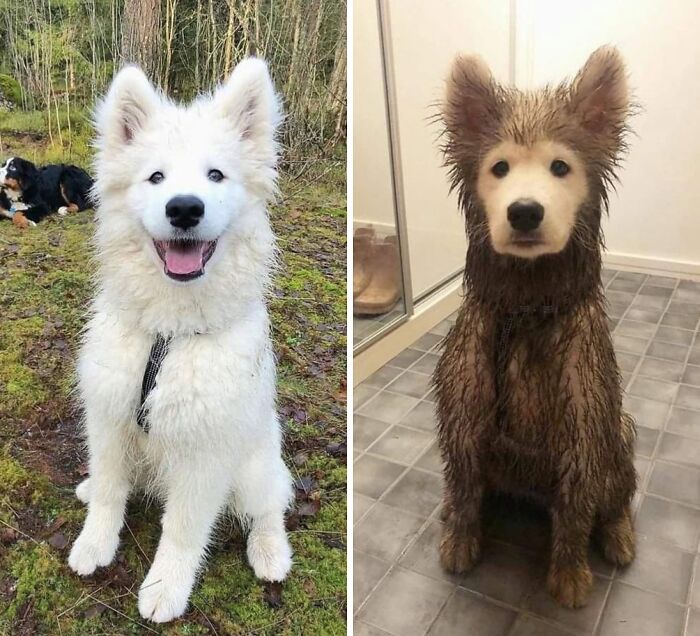 A funny white fluffy dog before and after getting completely covered in dark brown mud