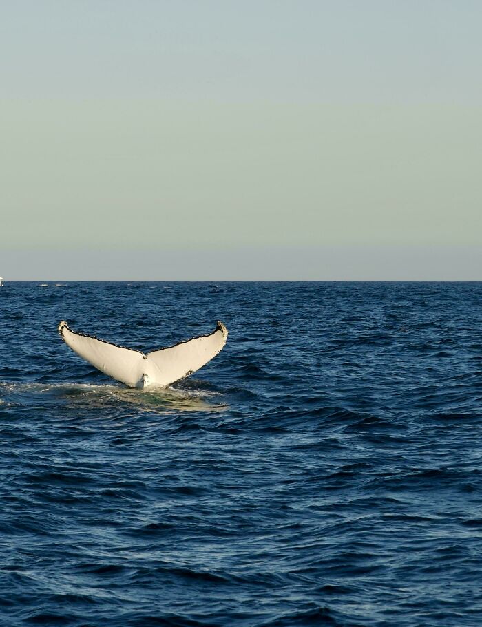 Humpback Whale, Tasman Sea