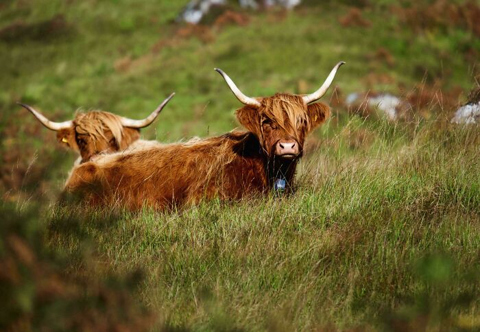Highland Cow, Kingairloch, Morvern
