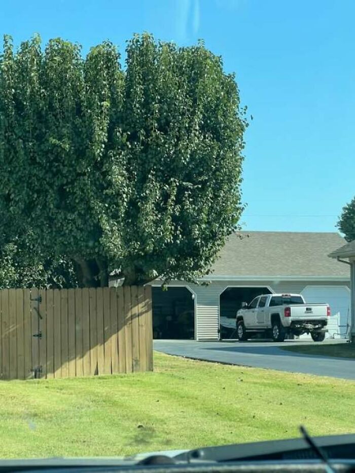 Tree shape behind fence looks like a face with eyes