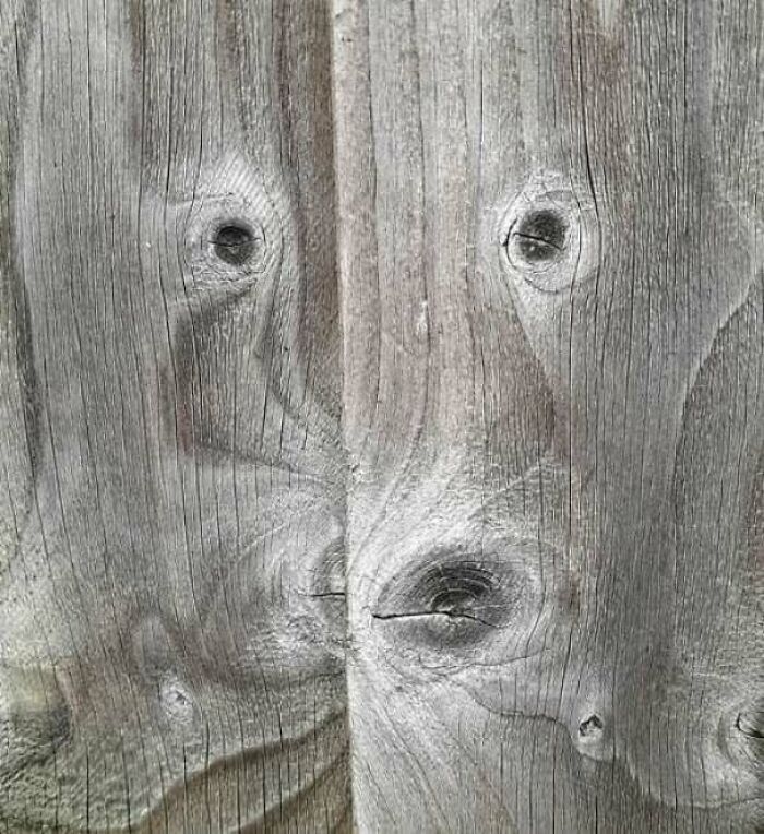 Wooden fence knots resembling eyes and nose like a staring face