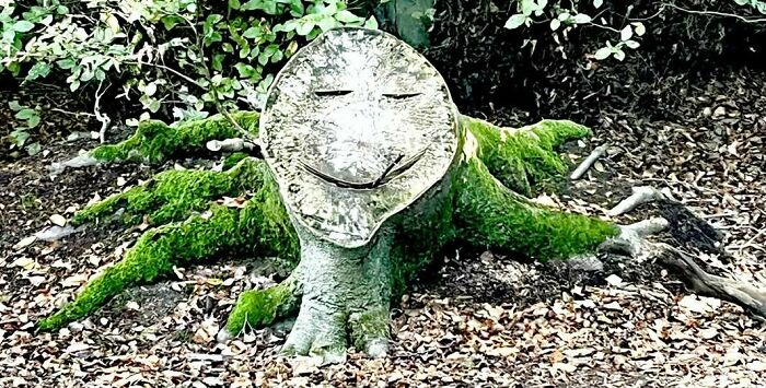Tree stump with moss shaped like a smiling face staring