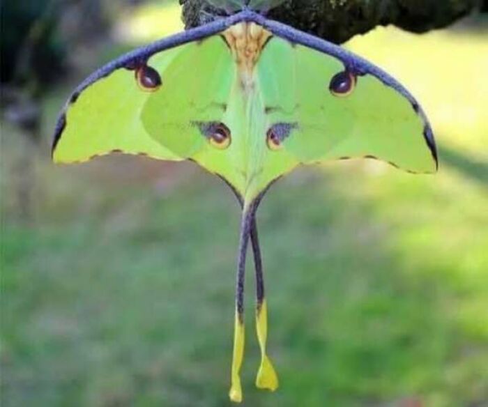 Green moth with wing patterns that seem like staring eyes