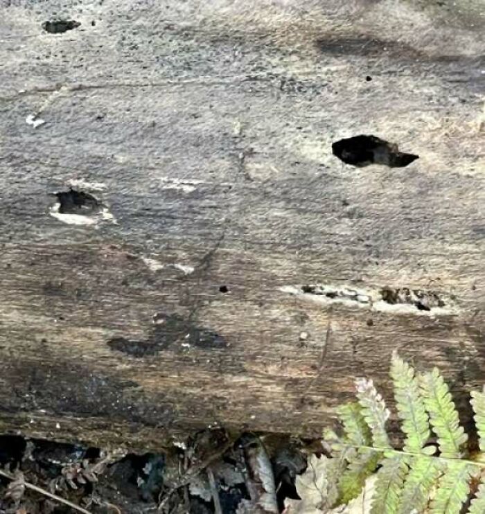 Wooden log with holes looking like eyes staring