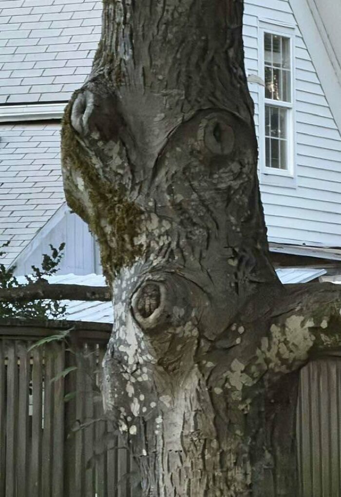 Tree trunk knots and patterns resembling a face staring