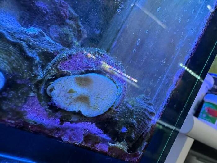 Aquarium coral resembling a face staring underwater