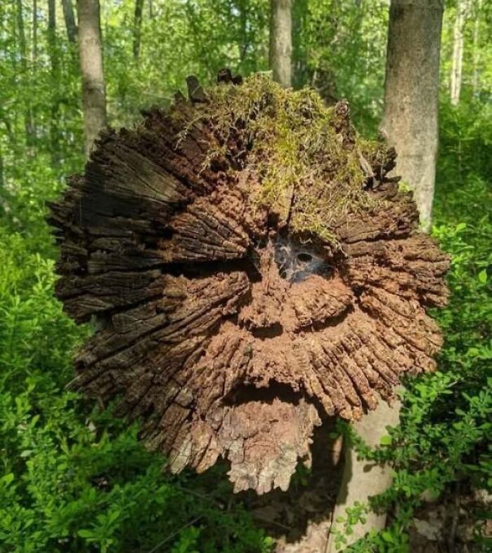 Tree stump with moss that looks like a face staring