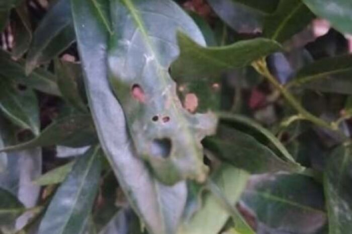 Leaf with holes forming a face that looks like it is staring
