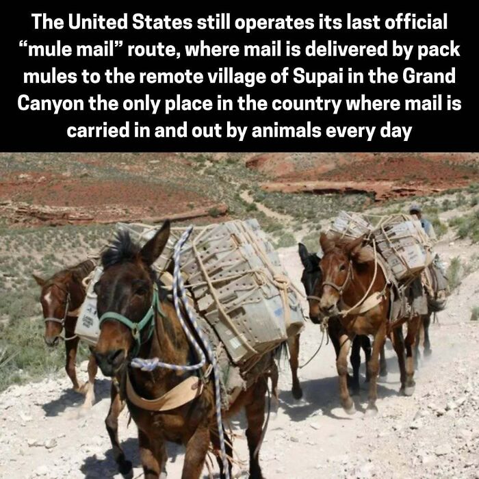 Mule mail still operates in Supai, Grand Canyon, mail delivered by pack mules daily