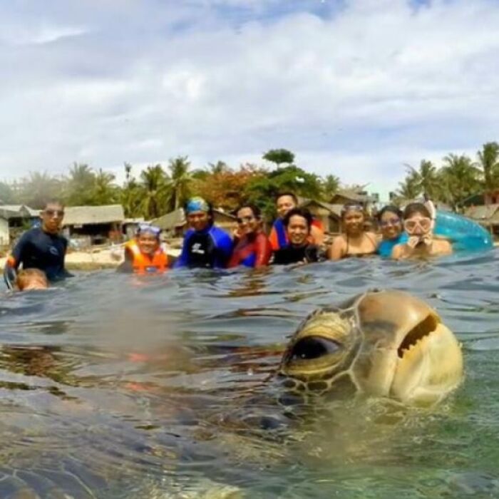 A sea turtle photobombs a group of swimmers in a photo hijacked by the background