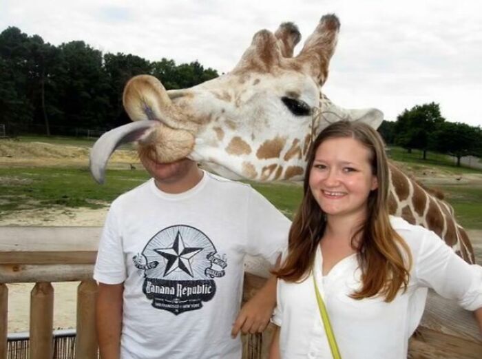 A giraffe licks a man's head in a funny photo hijacked by the background at a zoo