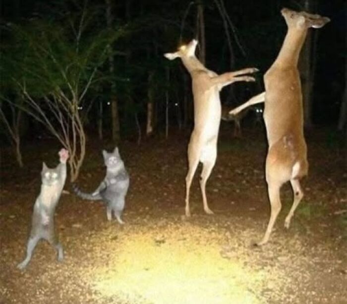 Odd photos of deer and cats standing on their hind legs at night in the woods