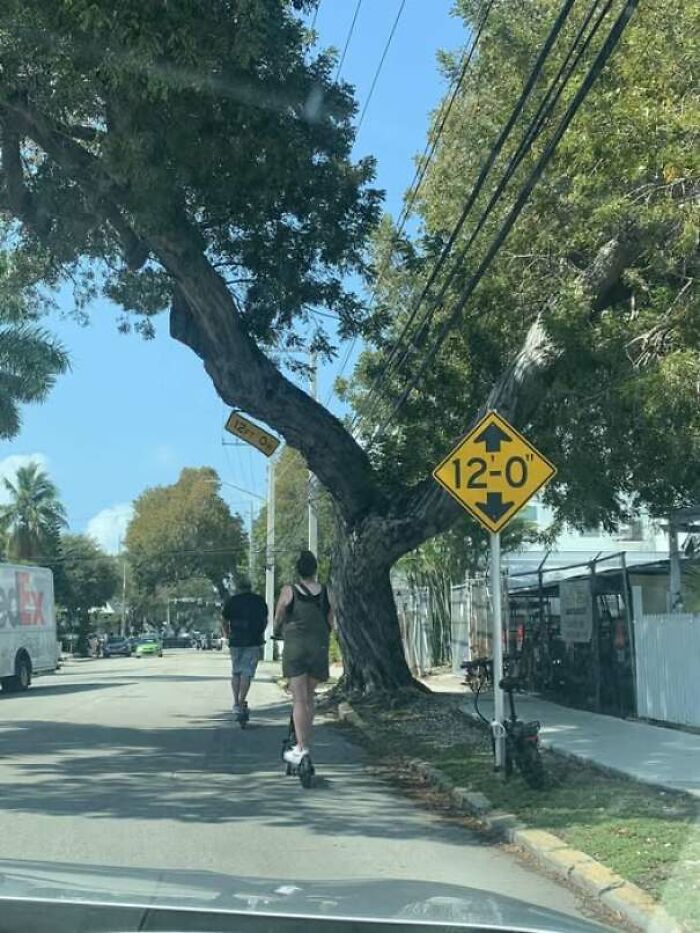 Tree growing into power lines near a 12-foot clearance sign on a street