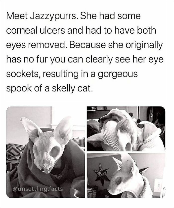 Three black and white photos of hairless cat Jazzypurrs, presenting creepy and unsettling facts.