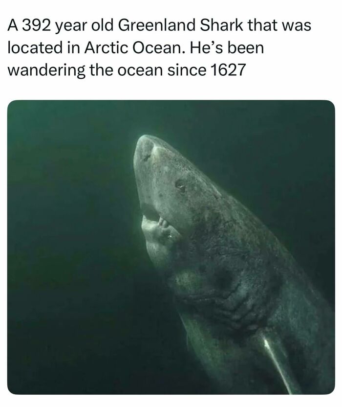 Close-up photo of an ancient 392-year-old Greenland shark swimming in deep water, one of many facts about the world.