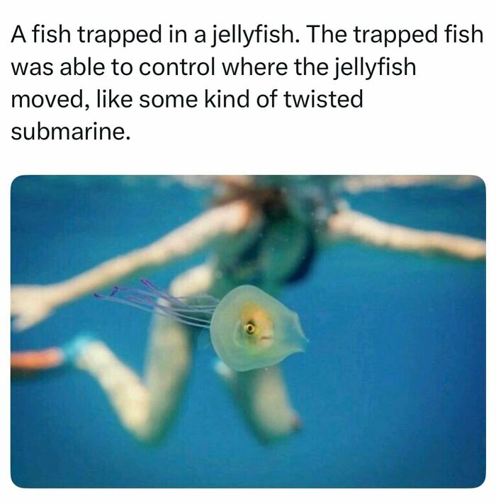 A small fish swimming inside a translucent jellyfish underwater, one of many interesting facts about the world around us.
