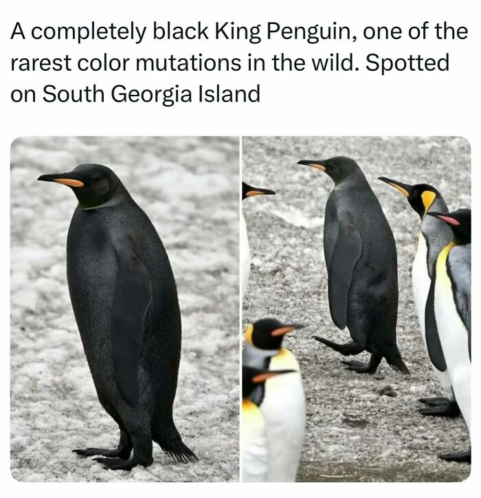 Rare completely black king penguin standing on snow-covered ground as interesting facts about the world