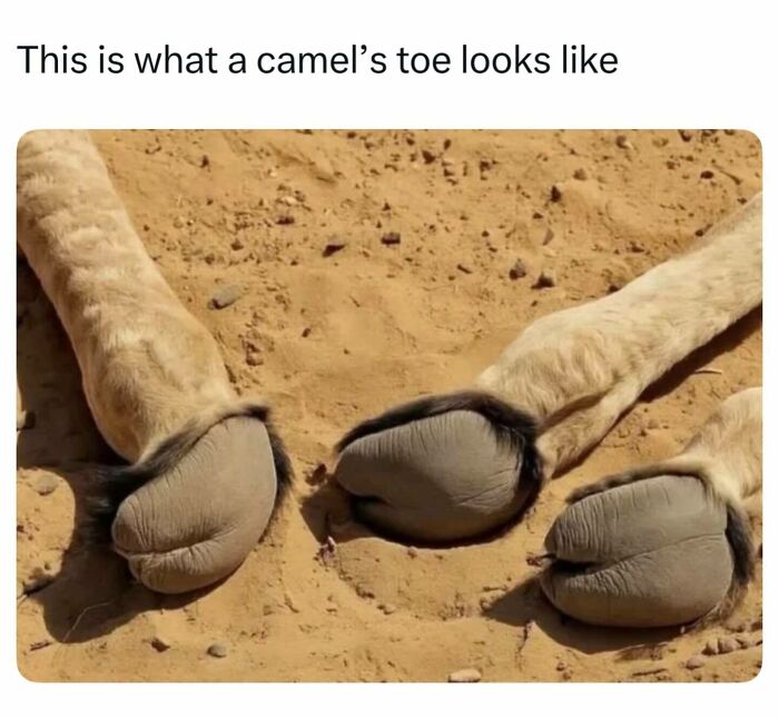 Close-up view of camel feet resting on desert sand, sharing interesting facts about the world around us.
