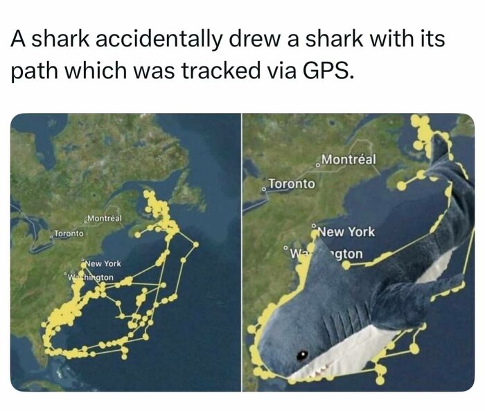 GPS map showing a shark tracking route shaped like a shark, representing interesting facts about the world around us.
