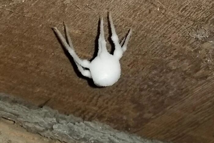 A strange spider covered in white fungus hanging from a ceiling, fitting cursed images.