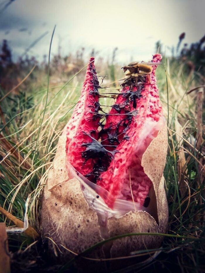 Cursed images of a strange red fungus sprouting in the grass with a fly resting on top