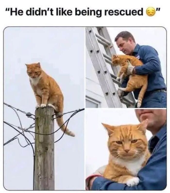50 Animal Memes From The “Love Animal Memes” Facebook Page That Perfectly Capture The Chaos Of Living With Pets