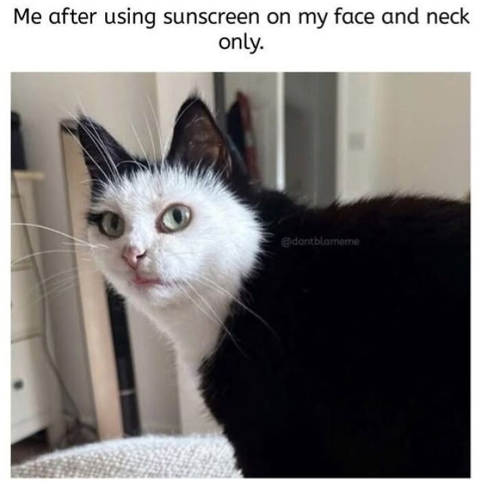 50 Animal Memes From The “Love Animal Memes” Facebook Page That Perfectly Capture The Chaos Of Living With Pets