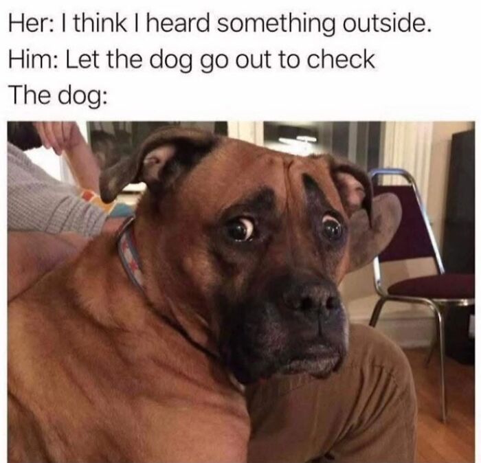 50 Animal Memes From The “Love Animal Memes” Facebook Page That Perfectly Capture The Chaos Of Living With Pets