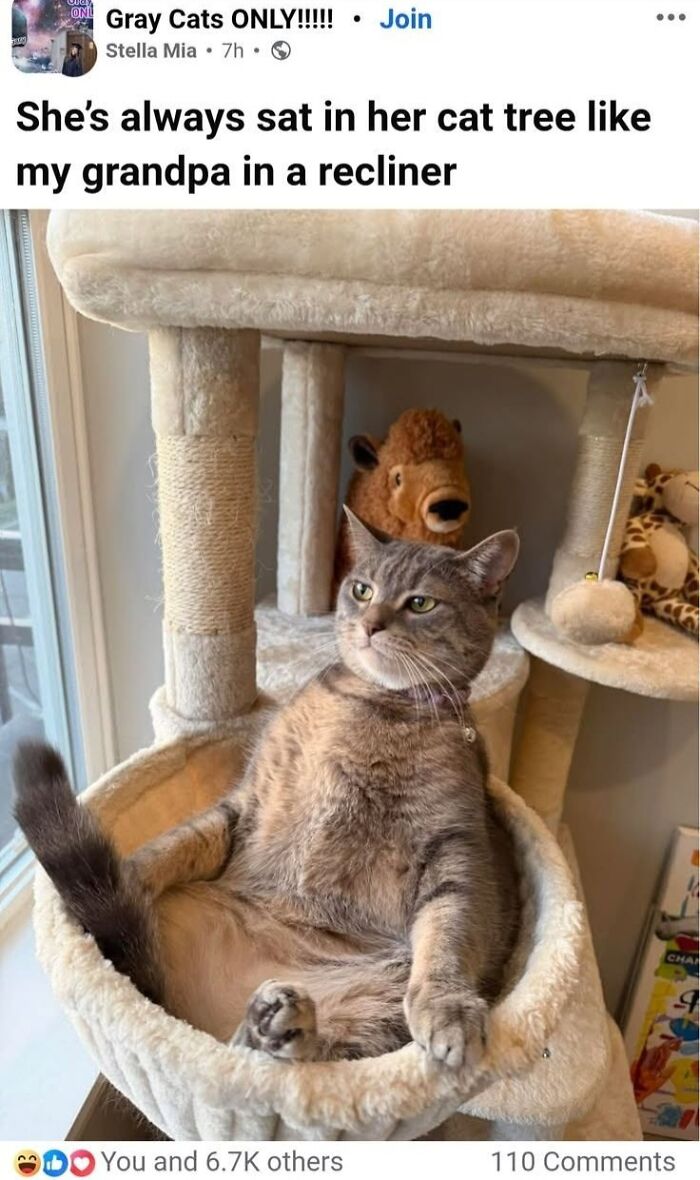 50 Animal Memes From The “Love Animal Memes” Facebook Page That Perfectly Capture The Chaos Of Living With Pets