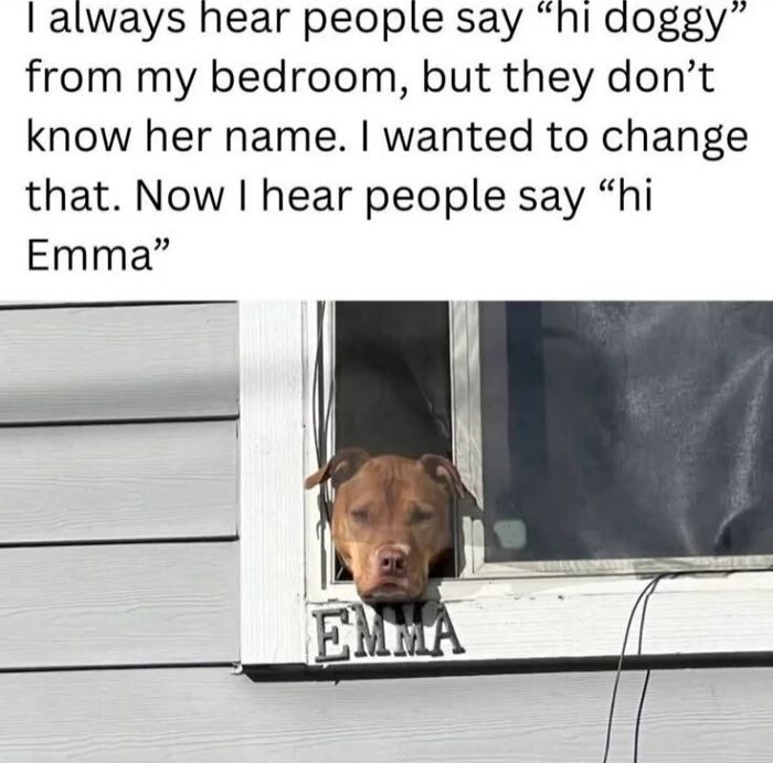 50 Animal Memes From The “Love Animal Memes” Facebook Page That Perfectly Capture The Chaos Of Living With Pets