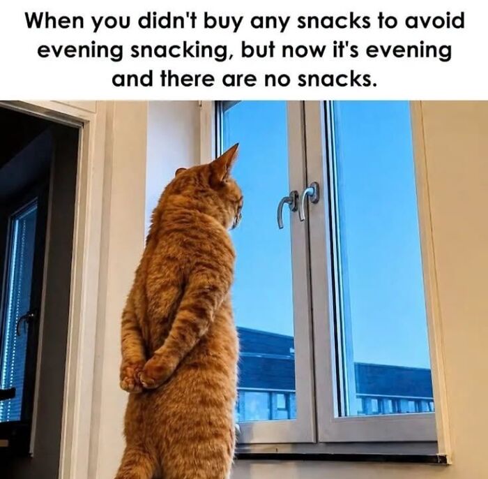 50 Animal Memes From The “Love Animal Memes” Facebook Page That Perfectly Capture The Chaos Of Living With Pets
