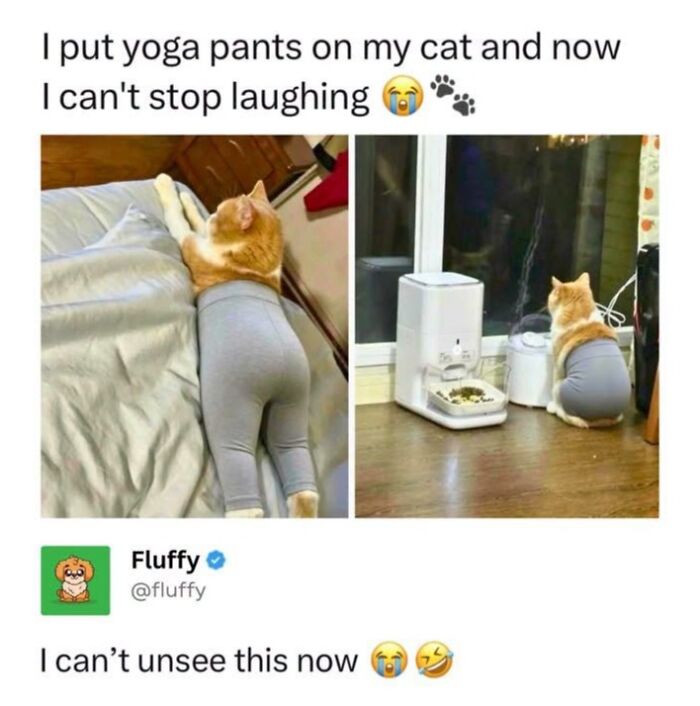 50 Animal Memes From The “Love Animal Memes” Facebook Page That Perfectly Capture The Chaos Of Living With Pets