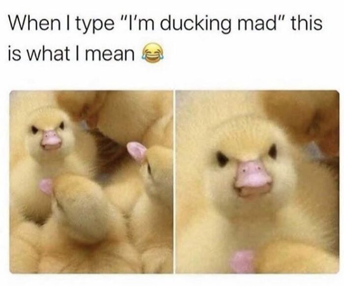 50 Animal Memes From The “Love Animal Memes” Facebook Page That Perfectly Capture The Chaos Of Living With Pets