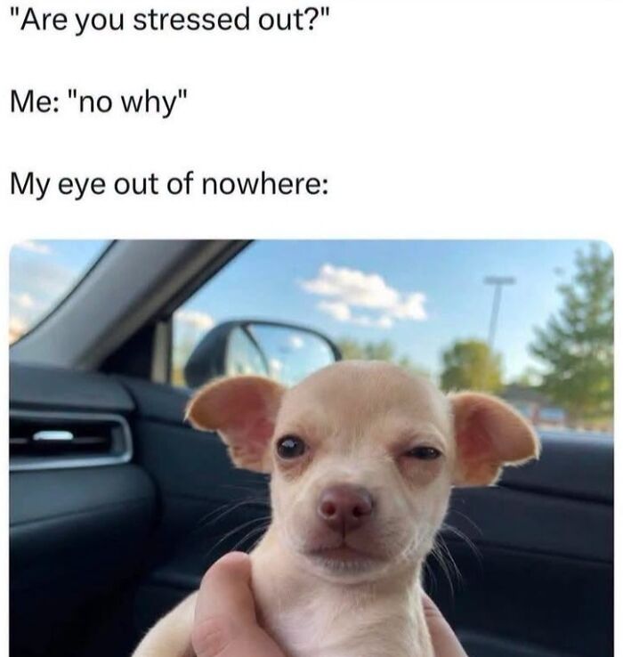 50 Animal Memes From The “Love Animal Memes” Facebook Page That Perfectly Capture The Chaos Of Living With Pets