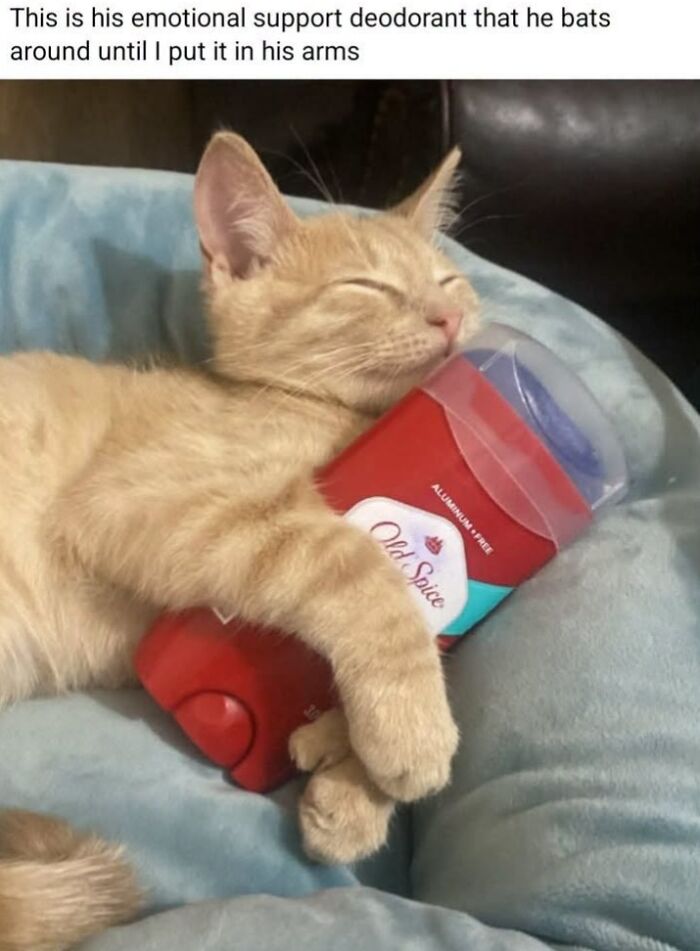 50 Animal Memes From The “Love Animal Memes” Facebook Page That Perfectly Capture The Chaos Of Living With Pets